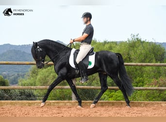 Menorcaanse, Hengst, 14 Jaar, 155 cm, Zwart