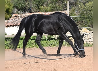Menorcaanse, Hengst, 15 Jaar, 160 cm, Zwart