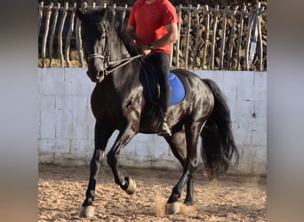 Menorcaanse, Hengst, 15 Jaar, 164 cm, Zwart