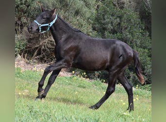 Menorcaanse, Hengst, 1 Jaar, 142 cm, Zwart