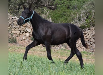 Menorcaanse, Hengst, 1 Jaar, 142 cm, Zwart