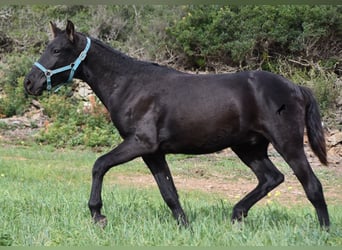 Menorcaanse, Hengst, 1 Jaar, 142 cm, Zwart