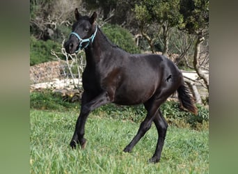 Menorcaanse, Hengst, 1 Jaar, 142 cm, Zwart