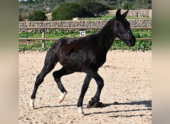 Menorcaanse, Hengst, 1 Jaar, 160 cm, Zwart