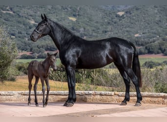 Menorcaanse, Hengst, 1 Jaar, 160 cm, Zwart