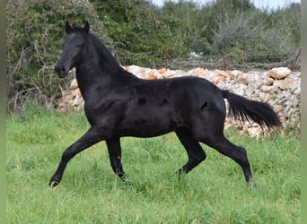 Menorcaanse, Hengst, 1 Jaar, 160 cm, Zwart