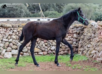 Menorcaanse, Hengst, 1 Jaar, 160 cm, Zwart
