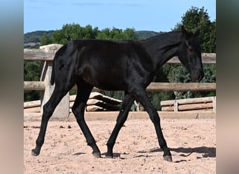 Menorcaanse, Hengst, 1 Jaar, 160 cm, Zwart