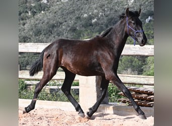 Menorcaanse, Hengst, 1 Jaar, 162 cm, Zwart