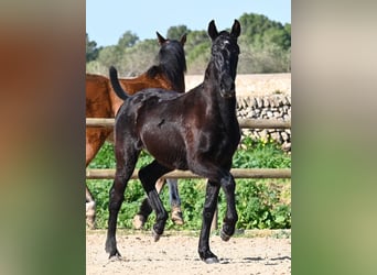 Menorcaanse, Hengst, 1 Jaar, 163 cm, Zwart