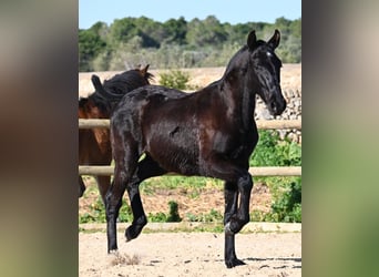 Menorcaanse, Hengst, 1 Jaar, 163 cm, Zwart