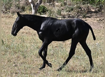 Menorcaanse, Hengst, 1 Jaar, 163 cm, Zwart