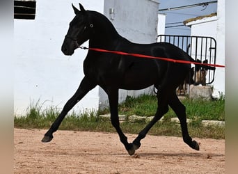 Menorcaanse, Hengst, 1 Jaar, 163 cm, Zwart