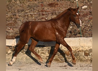 Menorcaanse, Hengst, 1 Jaar, 164 cm, Vos