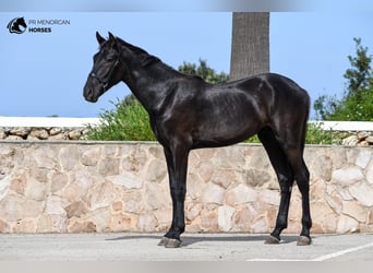 Menorquiner, Hengst, 1 Jahr, 165 cm, Rappe