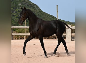 Menorcaanse, Hengst, 1 Jaar, 165 cm, Zwart