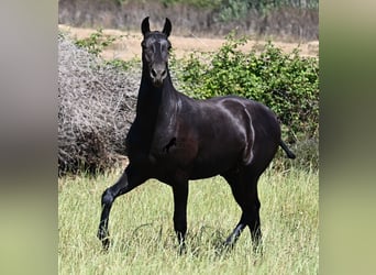 Menorcaanse, Hengst, 1 Jaar, 165 cm, Zwart