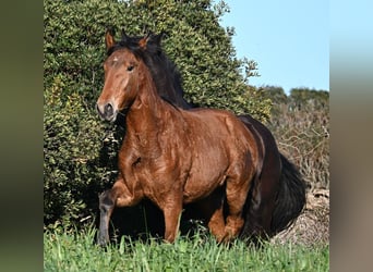 Menorcaanse Mix, Hengst, 1 Jaar, 168 cm, Bruin