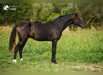 Menorquiner, Hengst, 2 Jahre, 152 cm, Rappe