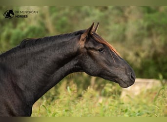 Menorquiner, Hengst, 2 Jahre, 152 cm, Rappe