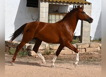 Menorcaanse, Hengst, 2 Jaar, 153 cm, Vos