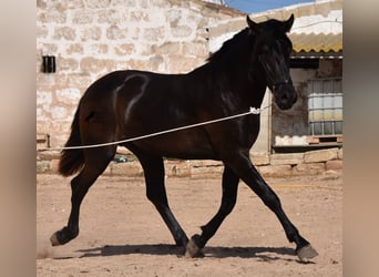 Menorcaanse, Hengst, 2 Jaar, 158 cm, Zwart