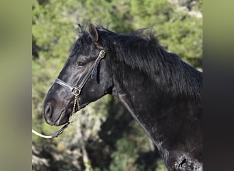Menorcaanse, Hengst, 2 Jaar, 160 cm, Zwart
