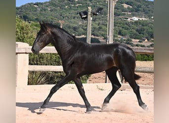 Menorcaanse, Hengst, 2 Jaar, 160 cm, Zwart