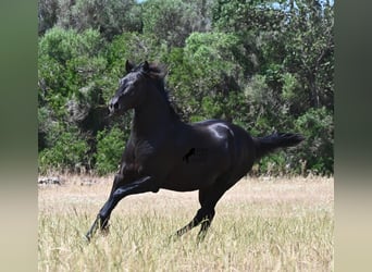 Menorcaanse, Hengst, 2 Jaar, 160 cm, Zwart