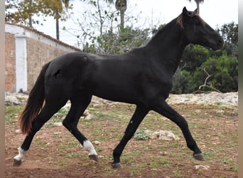 Menorcaanse, Hengst, 2 Jaar, 160 cm, Zwart