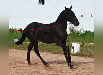 Menorcaanse, Hengst, 2 Jaar, 160 cm, Zwart