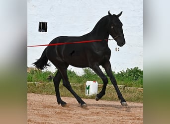 Menorcaanse, Hengst, 2 Jaar, 160 cm, Zwart