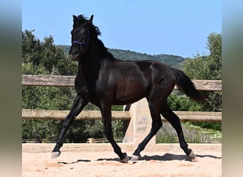 Menorcaanse, Hengst, 2 Jaar, 161 cm, Zwart