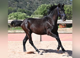 Menorcaanse, Hengst, 2 Jaar, 161 cm, Zwart