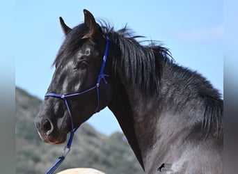 Menorcaanse, Hengst, 2 Jaar, 161 cm, Zwart