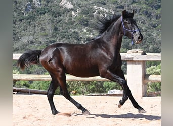 Menorcaanse, Hengst, 2 Jaar, 161 cm, Zwart