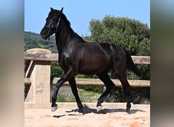 Menorcaanse, Hengst, 2 Jaar, 161 cm, Zwart