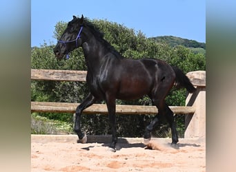 Menorcaanse, Hengst, 2 Jaar, 161 cm, Zwart