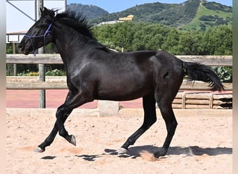 Menorcaanse, Hengst, 2 Jaar, 161 cm, Zwart