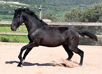 Menorcaanse, Hengst, 2 Jaar, 161 cm, Zwart