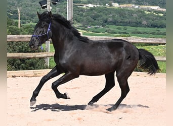 Menorcaanse, Hengst, 2 Jaar, 161 cm, Zwart
