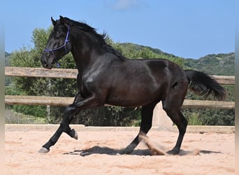 Menorcaanse, Hengst, 2 Jaar, 161 cm, Zwart