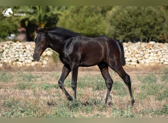 Menorcaanse, Hengst, 2 Jaar, 161 cm, Zwart