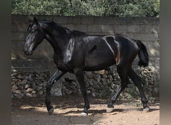 Menorcaanse, Hengst, 2 Jaar, 163 cm, Zwart