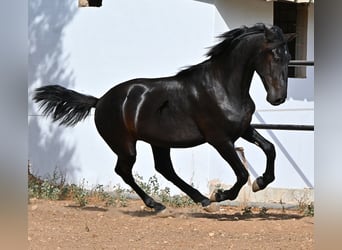 Menorcaanse, Hengst, 2 Jaar, 163 cm, Zwart