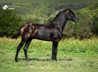 Menorquiner, Hengst, 2 Jahre, 164 cm, Rappe