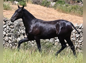 Menorcaanse, Hengst, 2 Jaar, 165 cm, Zwart