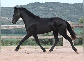 Menorcaanse, Hengst, 2 Jaar, 169 cm, Zwart