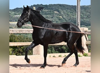Menorcaanse, Hengst, 2 Jaar, 169 cm, Zwart