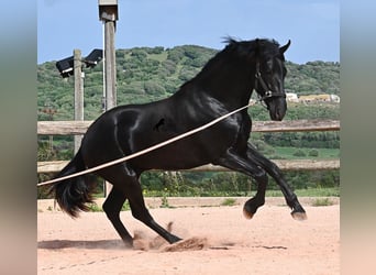 Menorcaanse, Hengst, 2 Jaar, 169 cm, Zwart